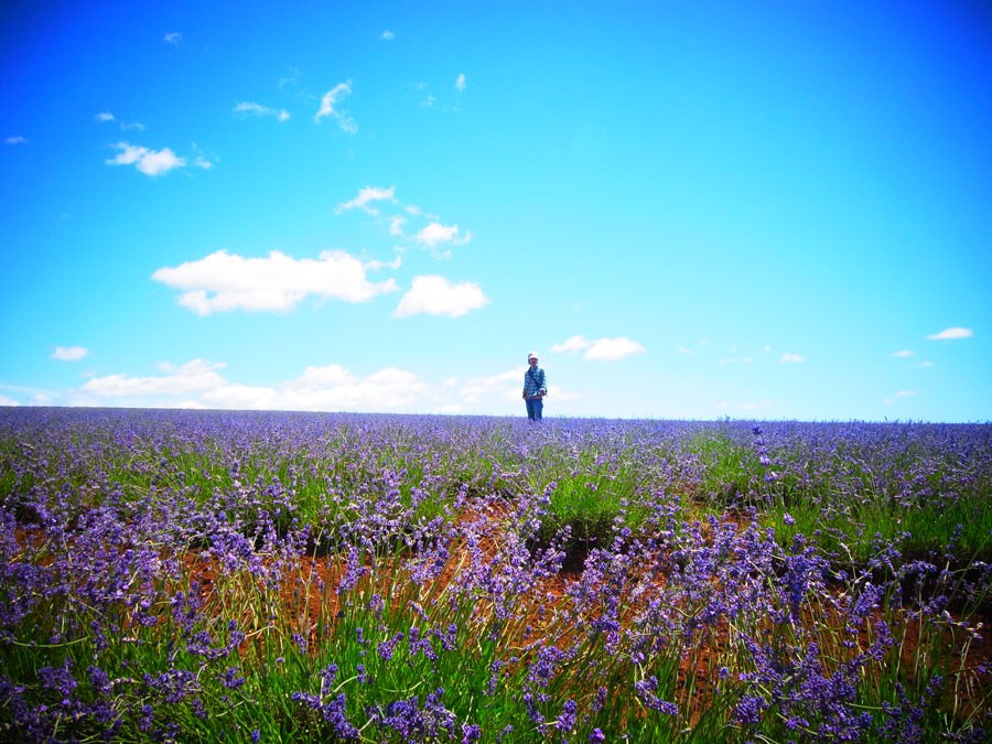 タスマニア島の大自然のなかにある、巨大なラベンダー畑。このラベンダーの花と葉からも精油が採れる