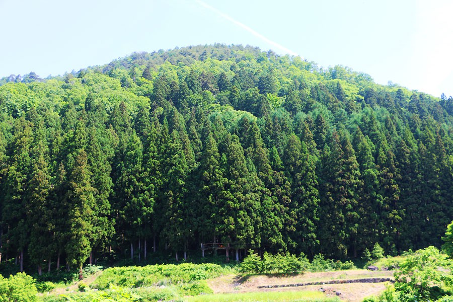 まさに森の中の秘密基地 新しいキャンプスタイル Tree Camp の魅力とは Hyakkei ドットヒャッケイ