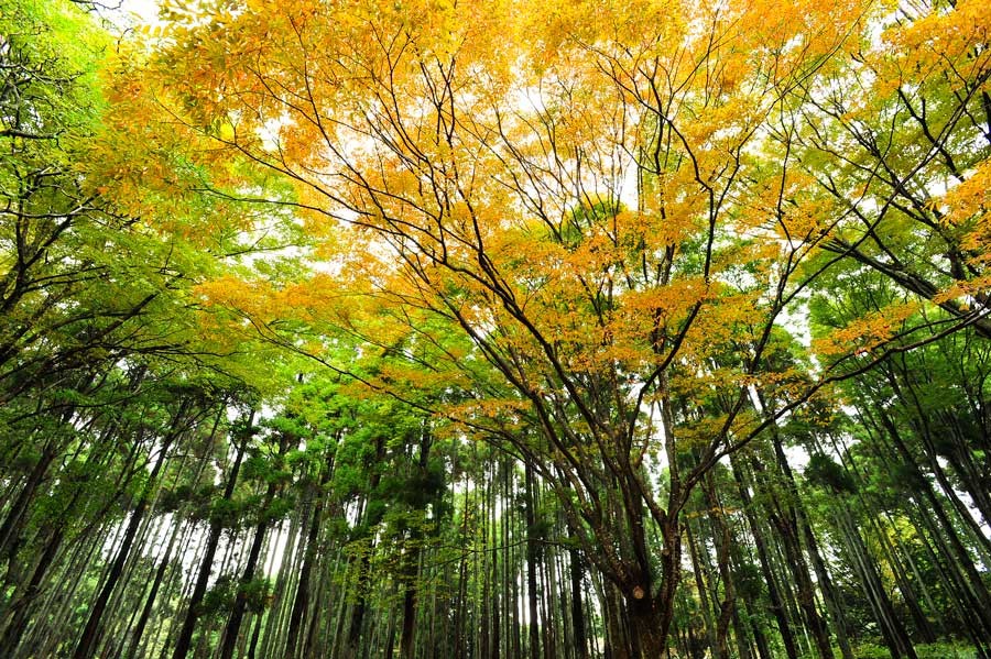 ちょうど紅葉が始まり、緑とオレンジのコントラストが見事な森の中。