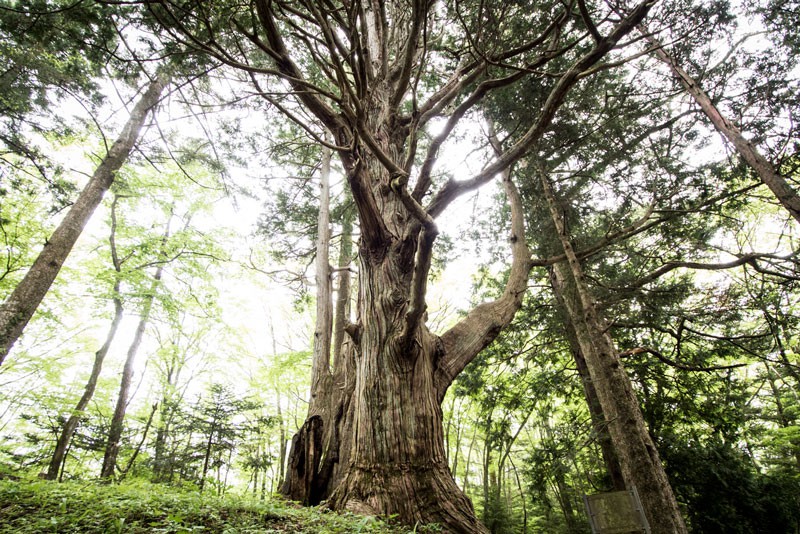 子安神社には年月を感じさせる四尾連のリョウメンヒノキがある。源頼朝が檜の枝を箸にし地面に挿しておいたところ活着し２本の逆さ檜になったとされる、地元では“箸檜”として崇められている