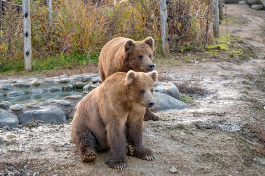 北海道に生息する熊は「ヒグマ」